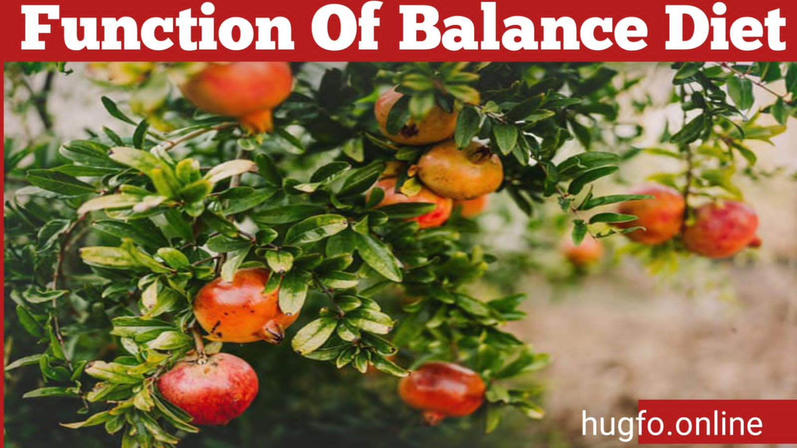 What is the Function of Balance Diet